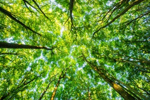 Treetops seen from a low angle