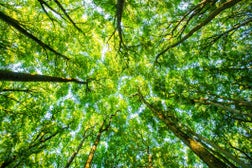 Treetops seen from a low angle