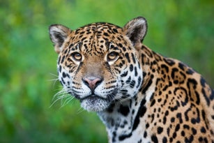 Photograph of a stunning Jaguar in the wild