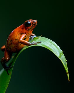 Strawberry Poison Dart Frog Perched on a Bromeliad Leaf in Panama