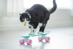 Cruising Cat