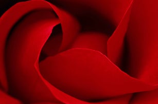 Red rose (Rosa sp.) petals, close-up