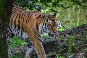 Tiger In Forest