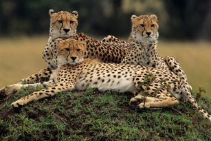 Three cheetahs are lying on the African savannah in Kenya.