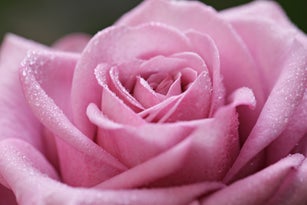 Close-Up Of Pink Rose Flower