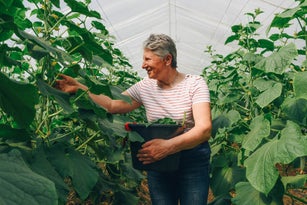 A woman with a bucket in a greenhouse harvests cucumbers.