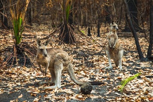 Kangaroos in burnt forest after bushfires