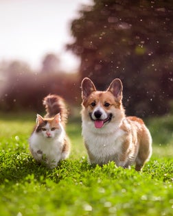 friends red cat and corgi dog walking in a summer meadow under the drops of warm rain