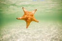 Starfish Floating Underwater
