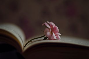Little rose