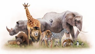 Group of Zoo Animals Together Isolated