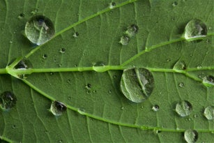 Leaf close Up with Droplets