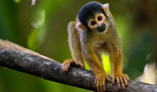 Squirrel monkey