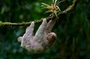 Three-toed Sloth