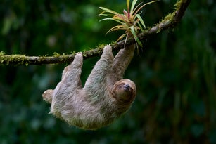 Three-toed Sloth