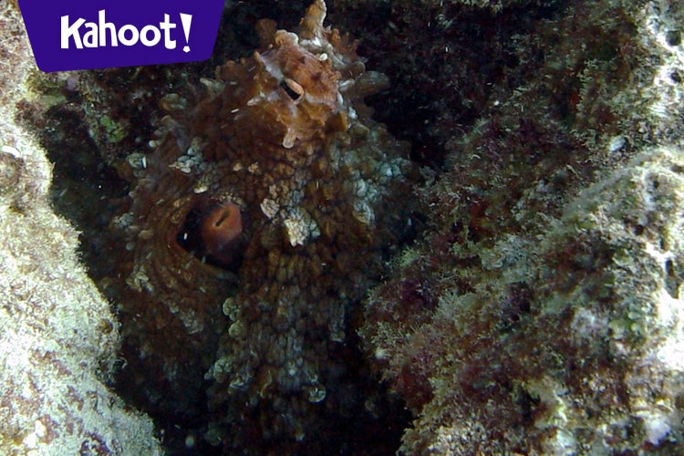 Play Kahoot! Advanced Biology Final Review