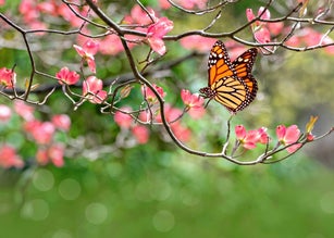 Colorful green nature background with monarch butterfly and dogwood blossoms
