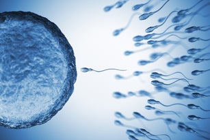 Insemination
