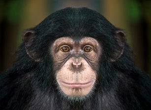 chimpanzee  face .