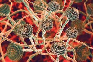 Aspergillus fumigatus fungus, illustration