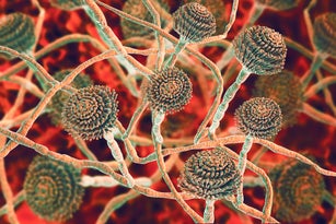 Aspergillus fumigatus fungus, illustration