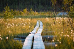 Wooden Footbridge Through Flowering Field