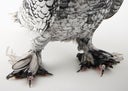 A pigeon with the grouse foot feathers.