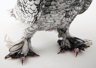 A pigeon with the grouse foot feathers.
