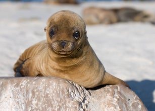 Cute baby sea lion