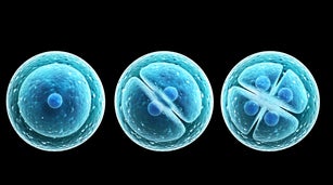 Process division of cell