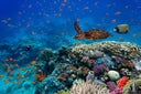 Tropical fish and turtle