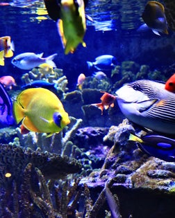 Looking into a fish aquarium