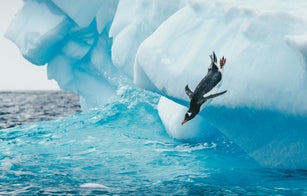 Gentoo Penguin takes a big dive into the cold antarctic ocean off of an Iceberg.