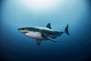 Great white shark (Carcharodon carcharias) swimming in Pacific ocean water of Guadalupe Island, Mexico