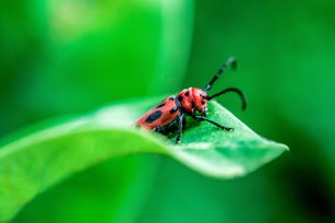 Beetle