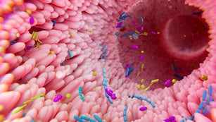 Gut microbiota, illustration