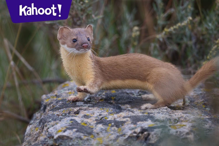 Mammals Wildlife ID FFA CDE SC Mann - Kahoot! Quiz