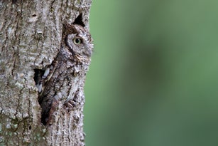 Master Of Disguise