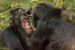 Chimpanzee grooming