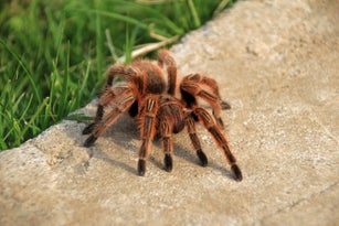 A large brown Rose Hair Tarantula crawling in the garden, Chile
